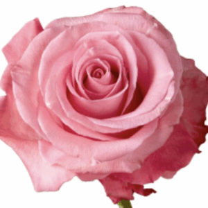 ROSE CONQUISTA - 50 CM